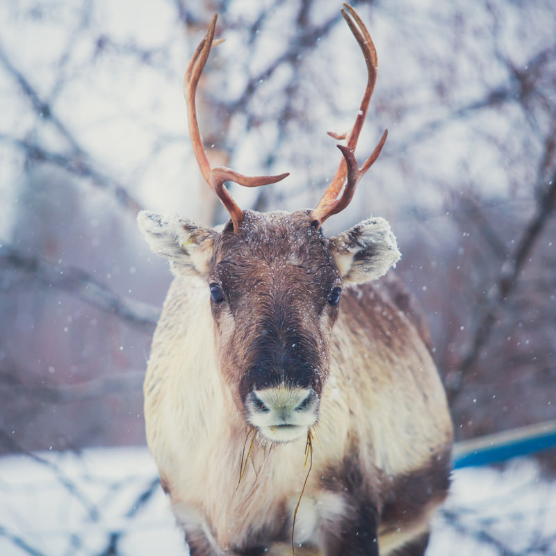 Caribou Reindeer by Nikolay Tsuguliev - Wrapped Canvas Print, 76cm H x 76cm W