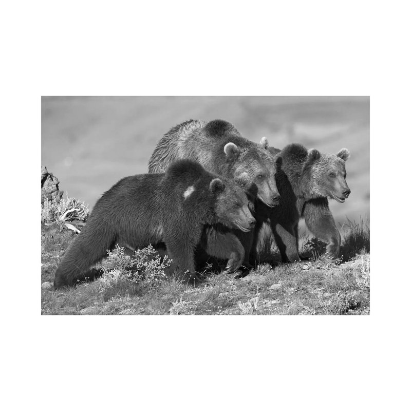 Grizzly Bear Mother With Two One Year Old Cubs, North America by Tim Fitzharris - Gallery-Wrapped Canvas Giclée on Canvas