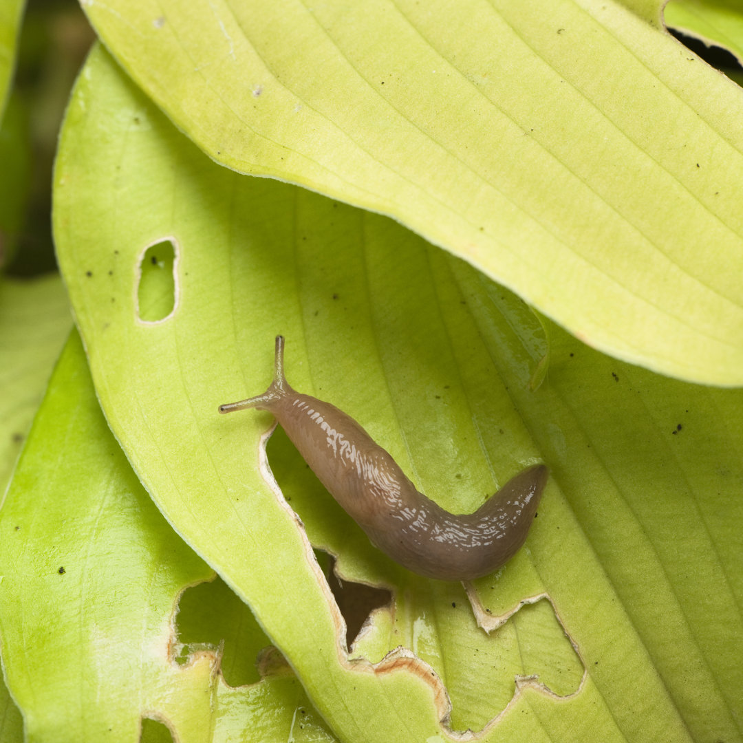 Schnecke auf beschädigtem Hosta-Blatt - Leinwandbild