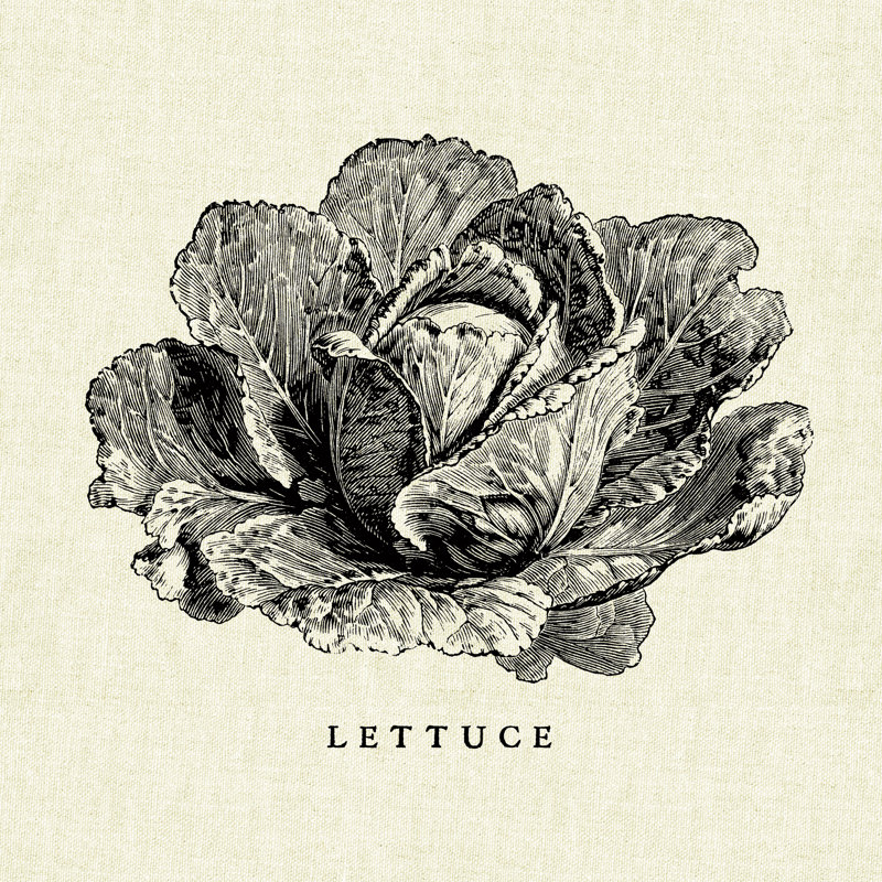 Linen Vegetable BW Sketch Lettuce 1 Piece Painting on Canvas, 91cm H x 91cm W x 3.8cm D