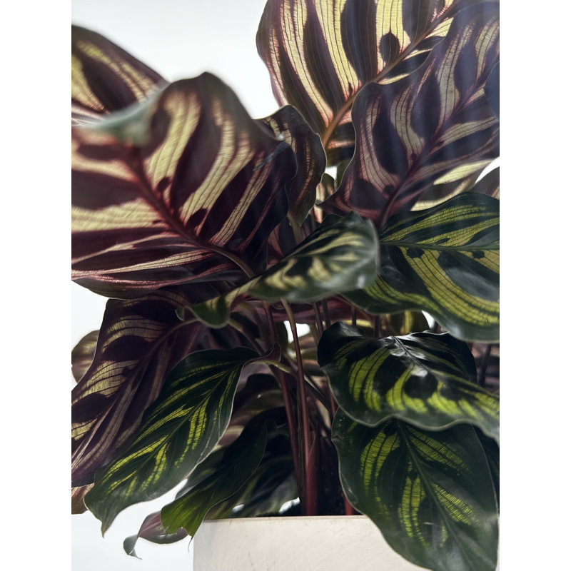 6" Calathea Makoyana