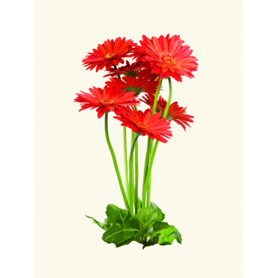 " Gerber Daisy Red "