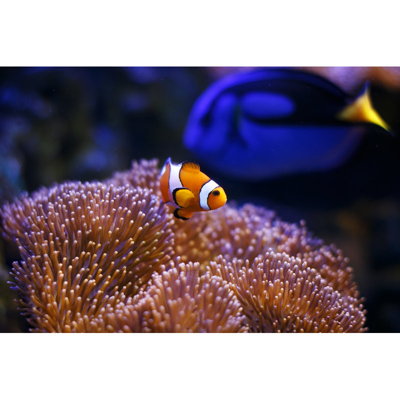 Poisson marin d'eau salée par Fgorgun, H 8 po x l 12 po