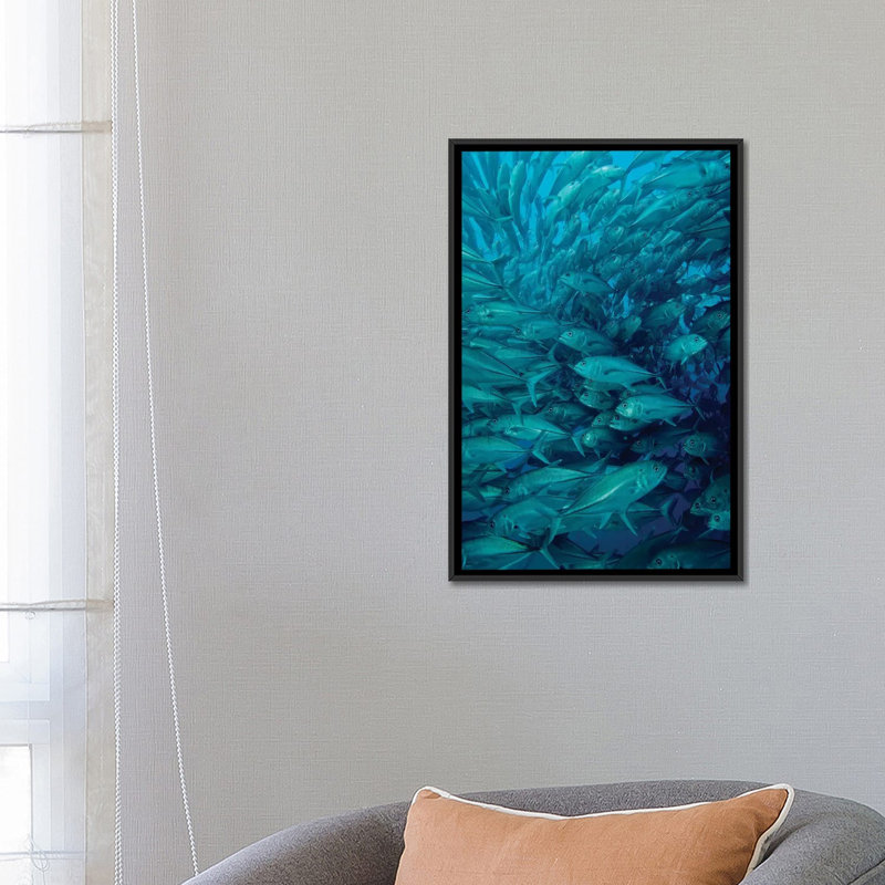 " Oceanic Whitetip Shark Chasing A Group Of Fish " by Brent Barnes, 26" H x 18" W x 1.5" D, Black Framed Canvas, No Mat