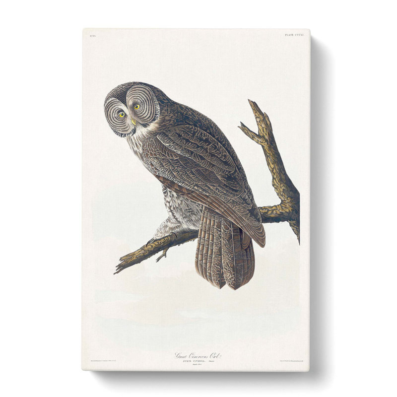 Great Cinereous Owl by John Audubon - Wrapped Canvas Painting, 50cm H x 35cm W x 3cm D