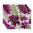 Violet est en rupture de stock