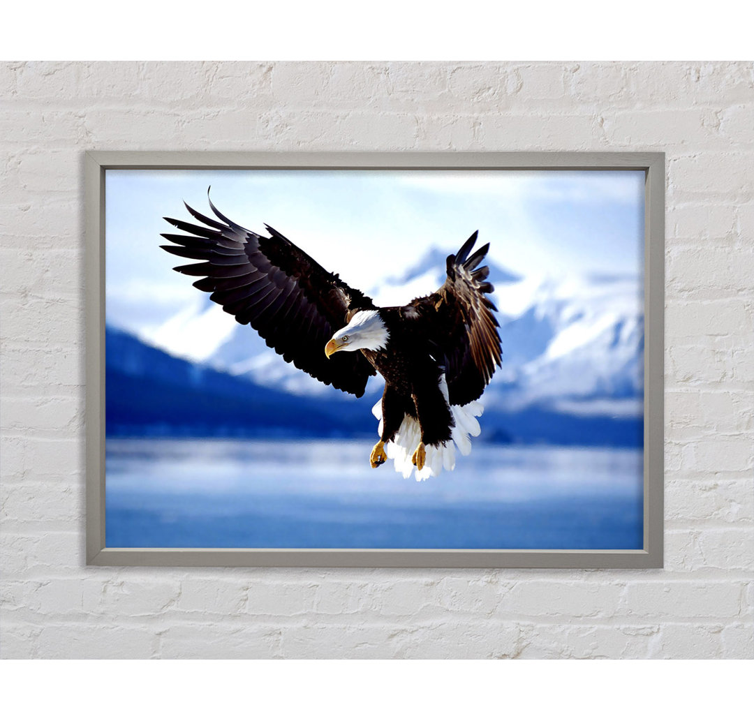 Weißkopfseeadler im Flug Alaska - Einzelbildrahmen Kunstdrucke auf Leinwand