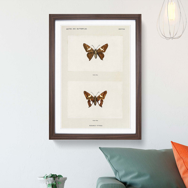 Silver-Spotted Skipper Butterfly by S.F. Denton - Picture Frame Painting Print, Walnut Framed, 36cm H x 27cm W x 2cm D
