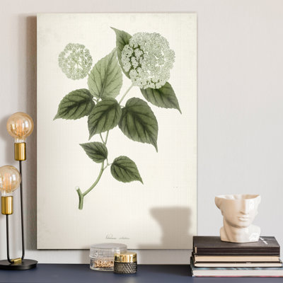" Sage Botanical I "