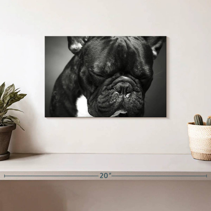 Bouledogue français mélancolique Brampt, H 8 po x l 12 po