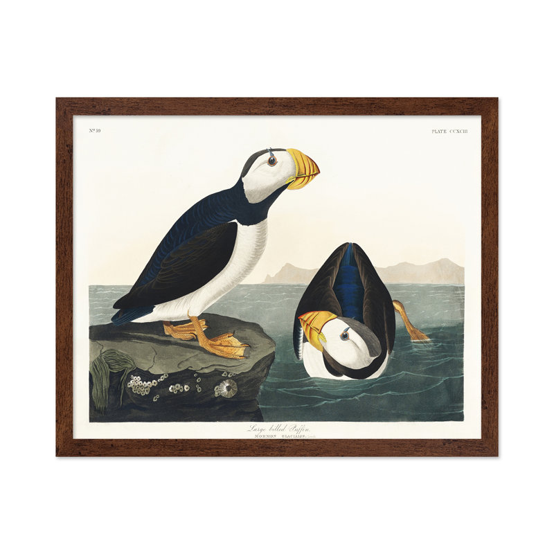 John James Audubon - grand macareux moine, Poster, 08"H x 10"W, Brown Framed