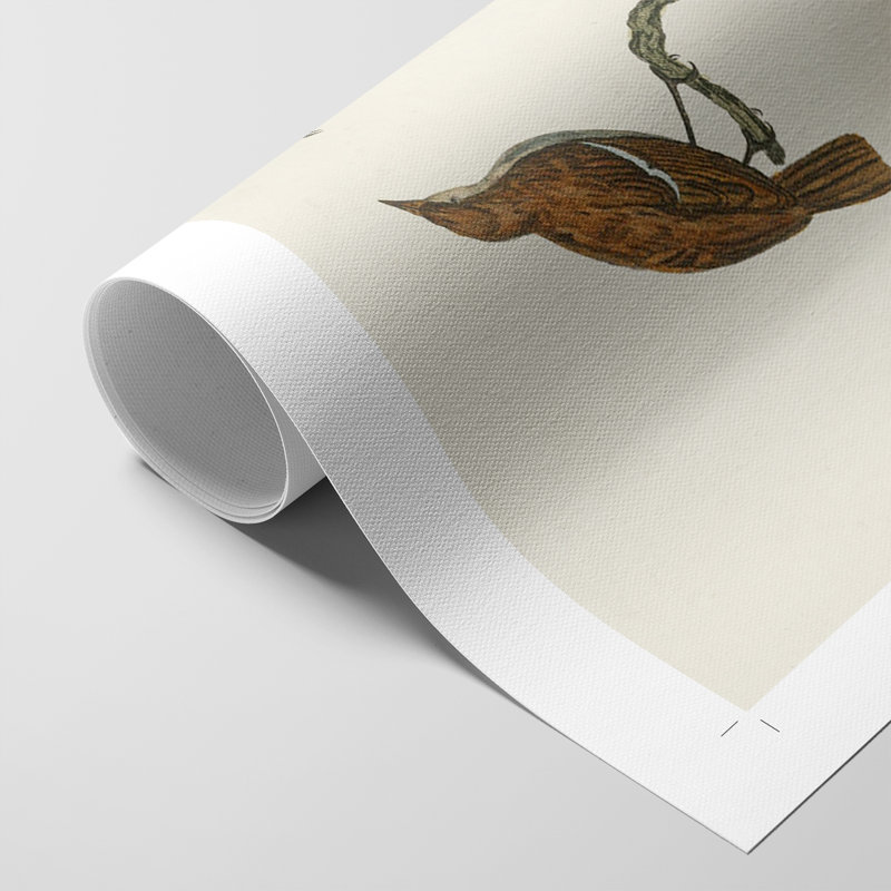 Oiseaux antiques dans la nature IV - Impression sur toile seulement - NON-CADRE, H 60 po x l 40 po