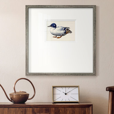 Colvert blanc et bleu Argeros - reproduction d'un seul cadre