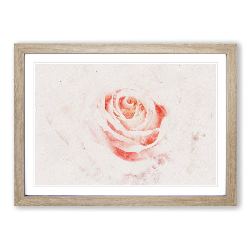 Pale Pink Rose - Framed Print, 24cm H x 33cm W x 2cm D, Oak Framed
