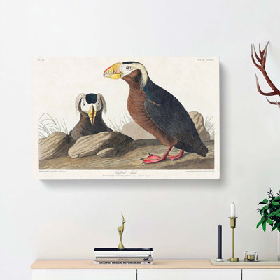 Tufted Puffin Bird by John Audubon - Wrapped Canvas Painting