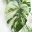 Hanging Plants 180 cm H Faux Foliage and evergreen Plant