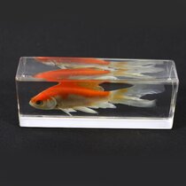 Green Skirt Tetra (Goldfish) Paperweight