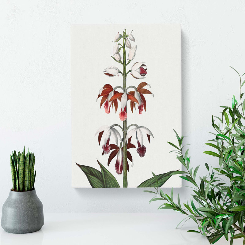 A Chinese Limodoron Plant by R.J. Thornton - Wrapped Canvas, 60cm H x 40cm W x 3cm D