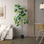 Figuier figuier figuier 4 branches en pot-88616027
