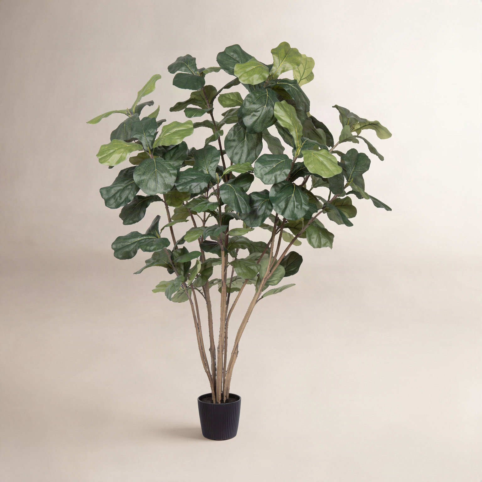 Fiddle Leaf Fig Tree in Pot, 60" H x 35" W x 35" D