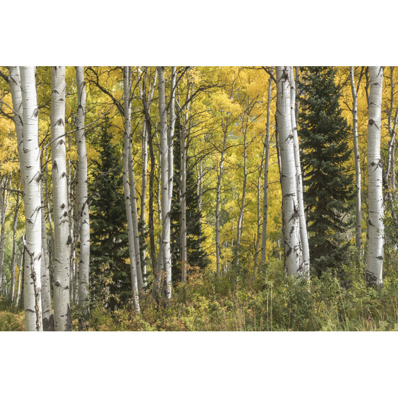 Aspen par Danny Head - peinture sur toile tendue, H 12 po x l 18 po
