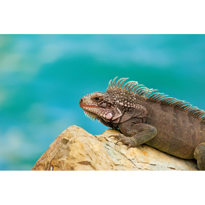 Lasharee Iguana by Ruth Peterkin - Wrapped Canvas Print, 20cm H x 30cm W x 3.8cm D