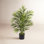 Sommer Areca Palm Tree in Pot