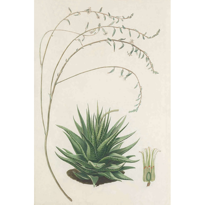 Agave II, H 18 po x l 12 po x P 1,25 po