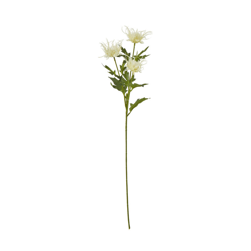 Anastasija Arrangement, Cream