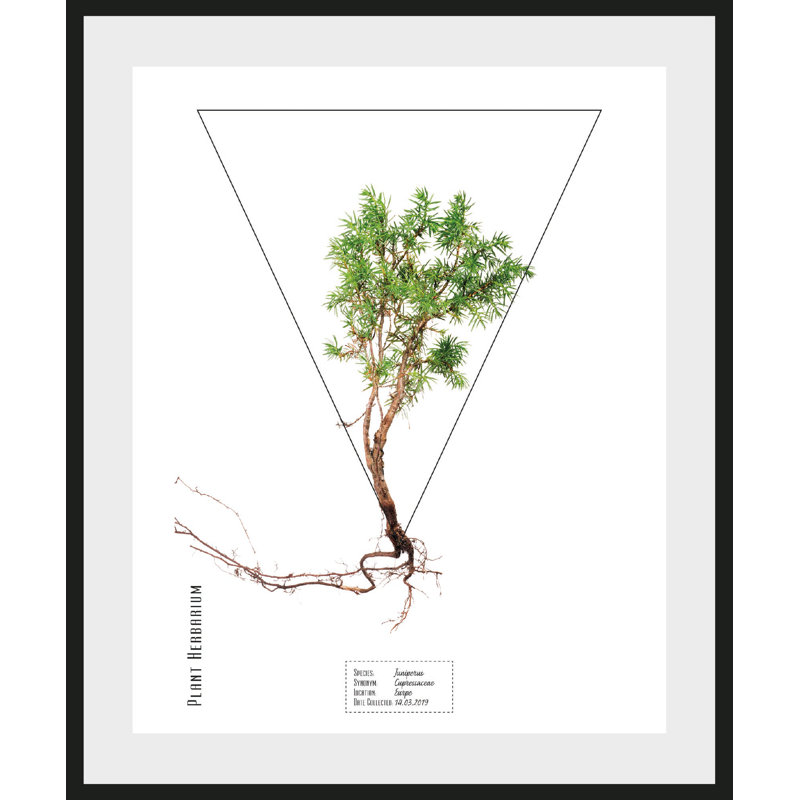 Plant - Single Picture Frame Print