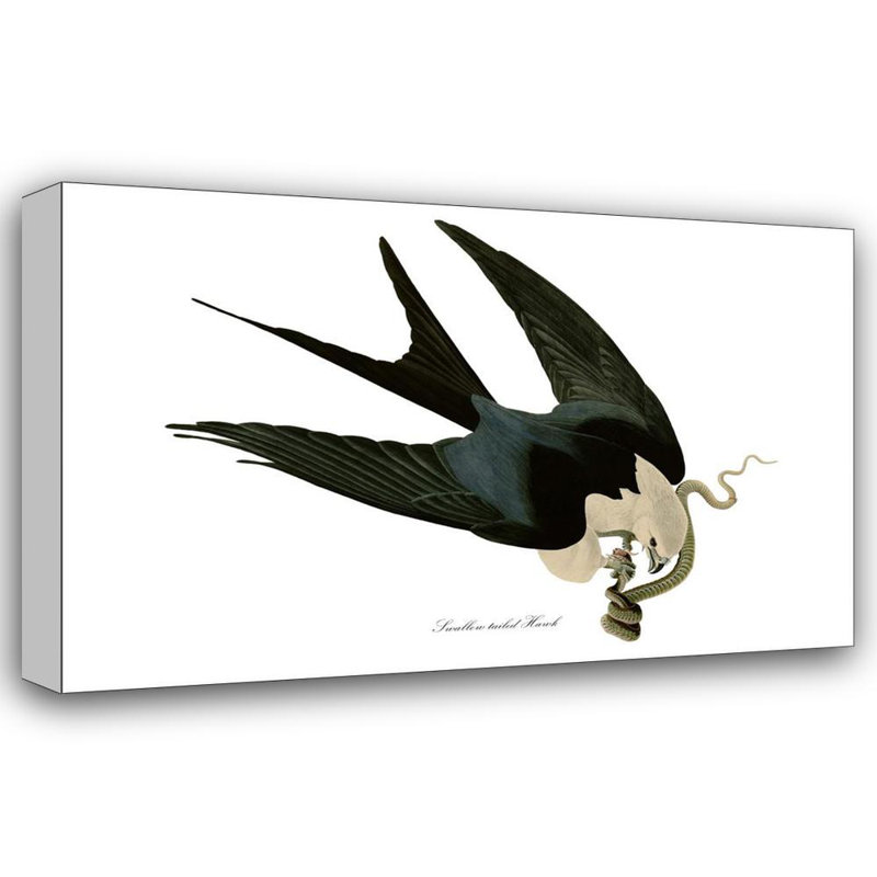 American Swallow-Tailed Kite, 16" H x 24" W