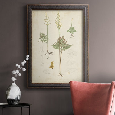 " Fern Study II "
