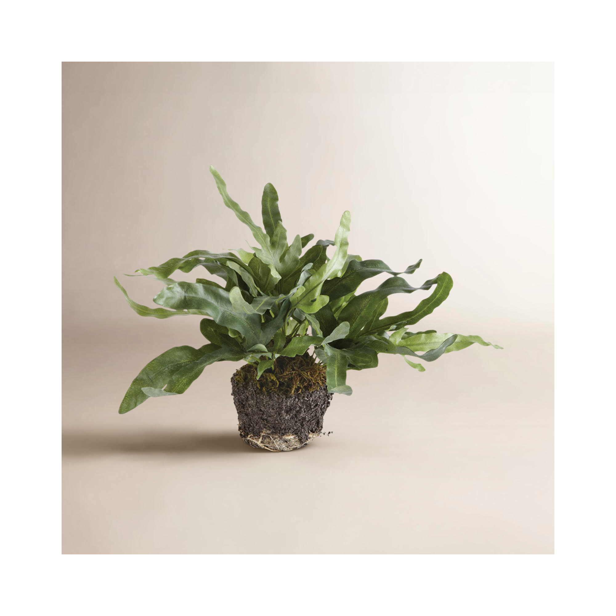 Georgia Echeveria Fern Drop-In Faux Plant, Small