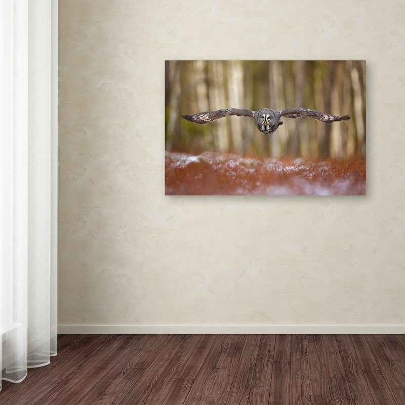 « great gray hibou », reproduction de photo sur toile tendue, H 12 po x l 19 po
