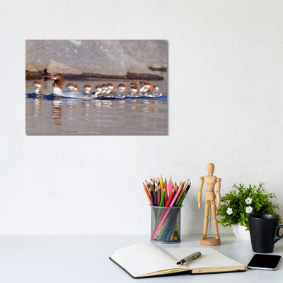 Merganser And Chicks by Brian Wolf - Wrapped Canvas Print