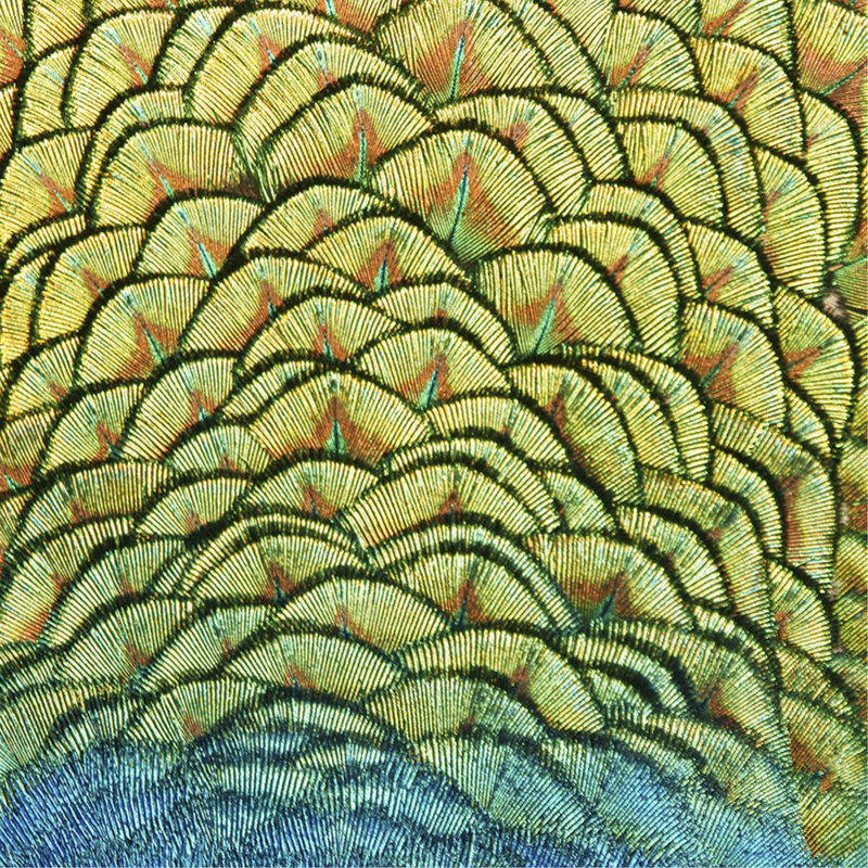 Bird Of A Different Feather III Print by Austin Beiv, 36" H x 36" W, Outdoor