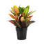 Live Petra Croton Plant-49662117
