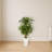 Marginatum Artificial Plant in White Tower Planter