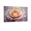 Plantes et fleurs rose pastel-1311218424