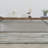 Strato Driftwood Layers Abstract Beige/Gray/Caramel Area Rug-1287387249