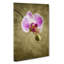 Orchid Flowers Vol.6 - Wrapped Canvas-61842805