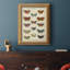 Histoire Naturelle, impression de papillons-481967991