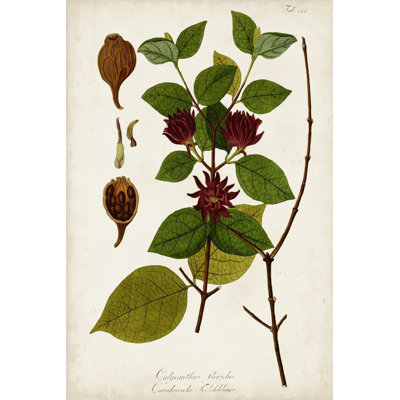 Verdure antique I