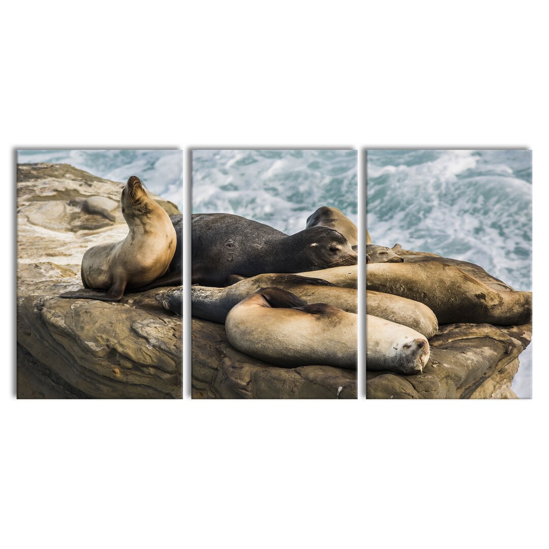 3-tlg. Leinwandbilder-Set Sea Lions in a Bay