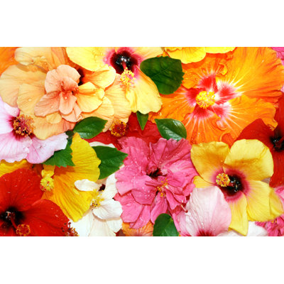 Hibiscus Flowers - Wrapped Canvas Print