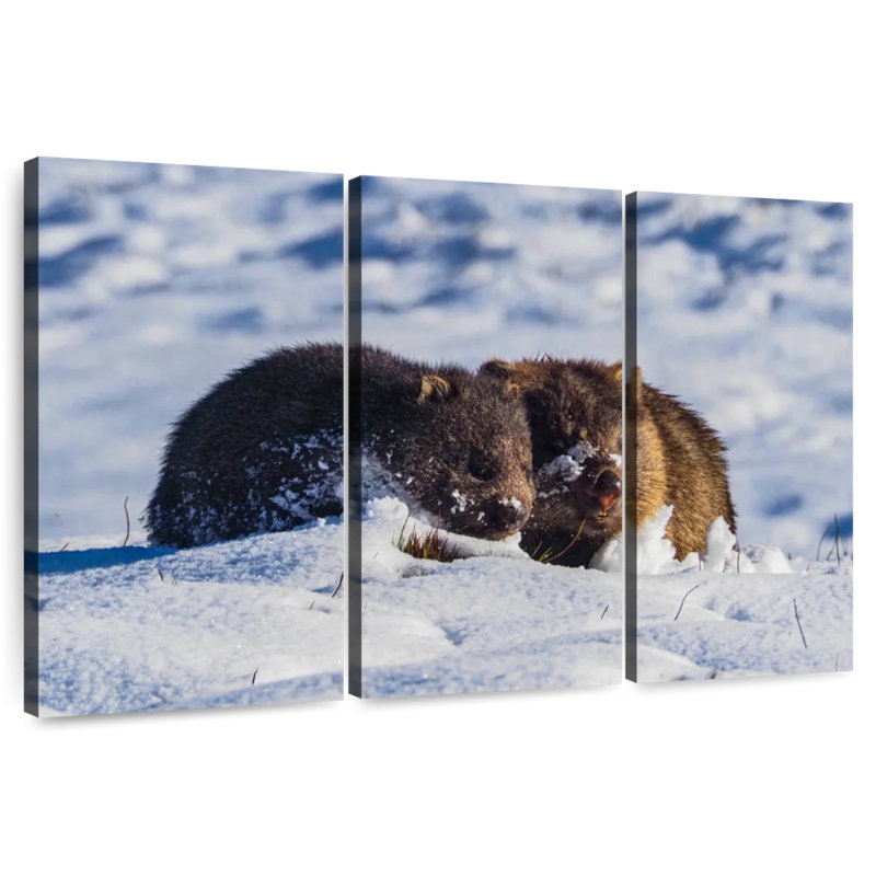 Winter Wombats, H 20 po x l 33 po