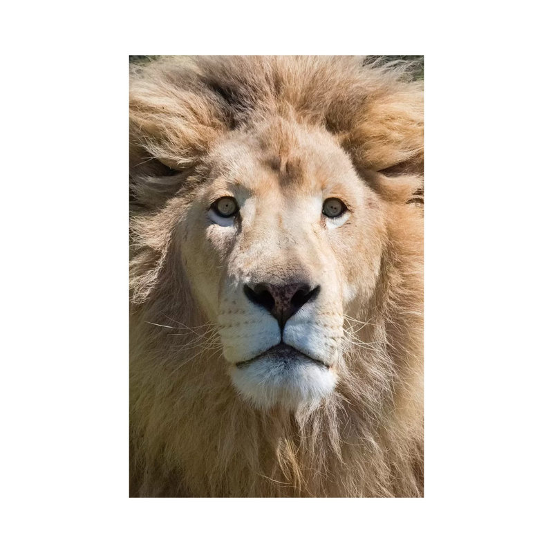 Lion Western Cape Province, South Africa 1 Piece Wrapped Canvas Wall Art, 45.72cm H x 30.48cm W x 1.905cm D