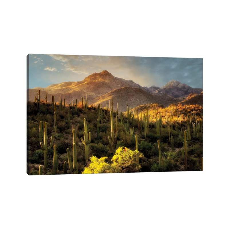Desert Beauty by Dennis Frates - Print on Canvas, 45.72cm H x 66.04cm W x 3.81cm D, Wrapped Canvas