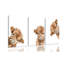 Animals 3 - Piece