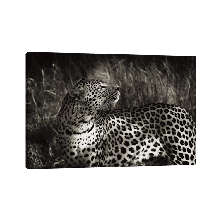 B&W Leopard At Rest by Klaus Tiedge - Wrapped Canvas Print